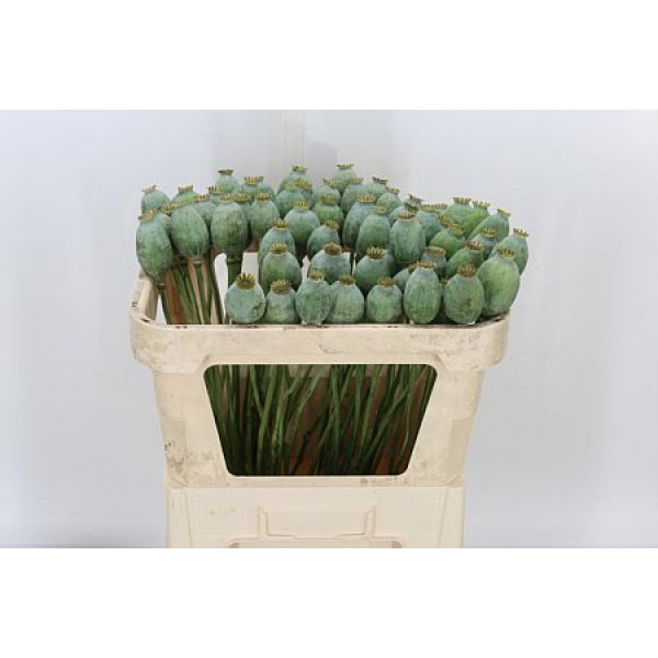 Papaver Seedheads 70cm  Col-Gray