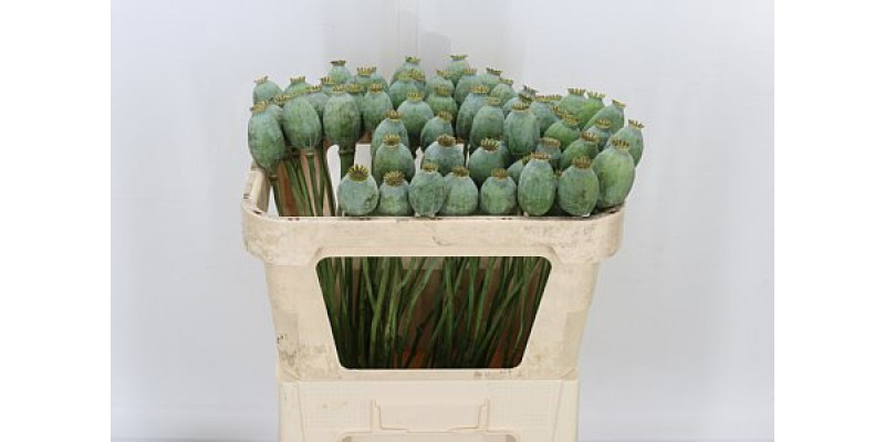 Papaver Seedheads 70cm  Col-Gray