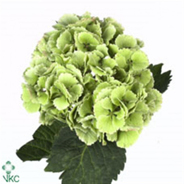 Hydrangea M Lolly Pop Cl A1 Col-Bicolor