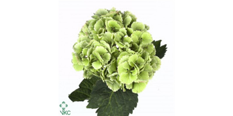 Hydrangea M Lolly Pop Cl A1 Col-Bicolor