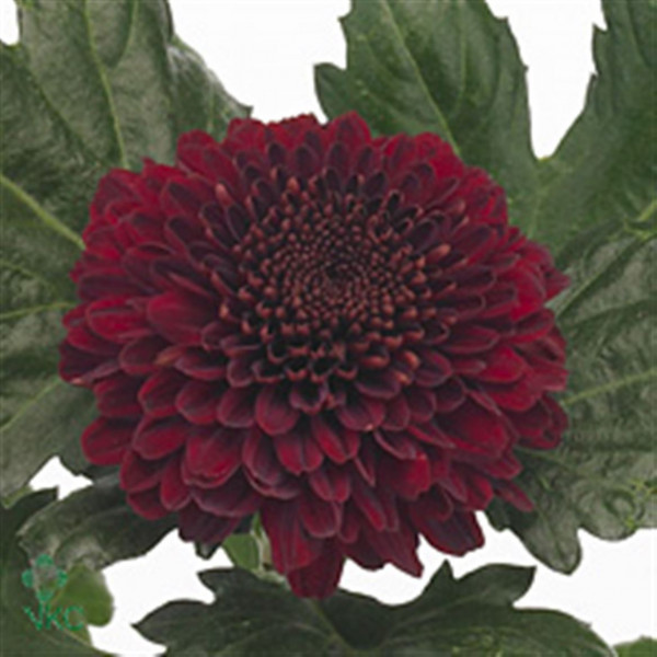 Chrysanthemums G Kiev Dark 80cm A1 Col-Burgundy