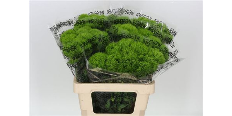 Dianthus Bar Green Trick 60cm  Col-Green