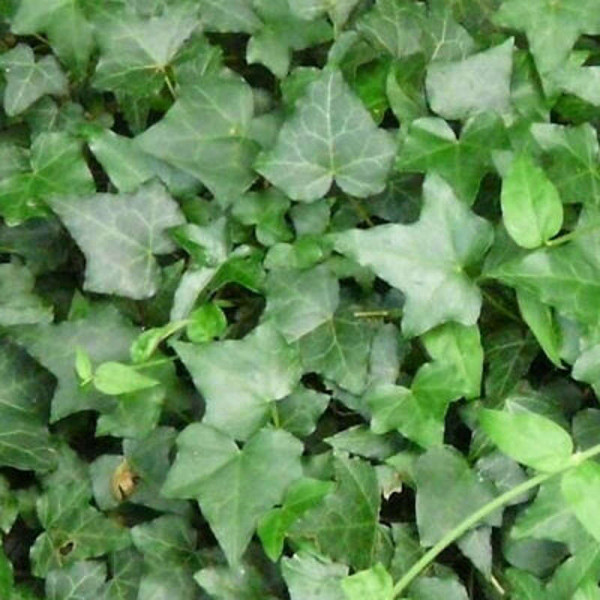 Hedera Trailing Green 100cm A1 Col-Green