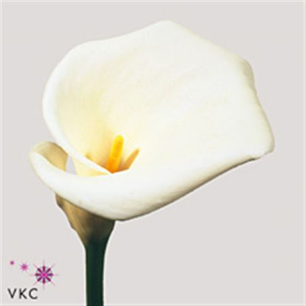 Zanthedeschias (Calla Lilly) Ae Colombe Paix 90cm A1 Col-White