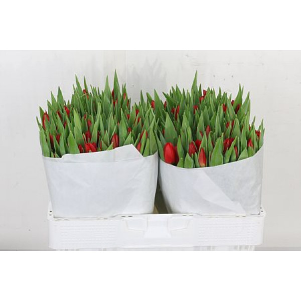 Tulips En Overig Rood 39cm A1 Col-Red