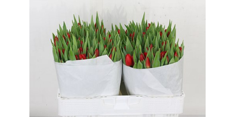 Tulips En Overig Rood 39cm A1 Col-Red