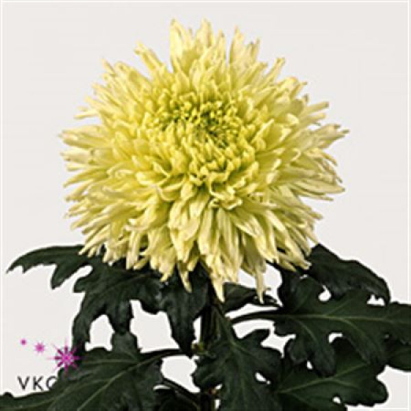 Chrysanthemums G Green Wonder 80cm A1 Col-Pink