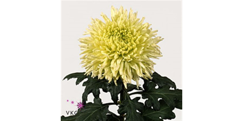 Chrysanthemums G Green Wonder 80cm A1 Col-Pink