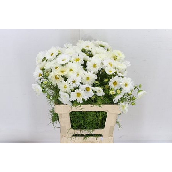 Cosmos B Mixed 50cm  Col-White