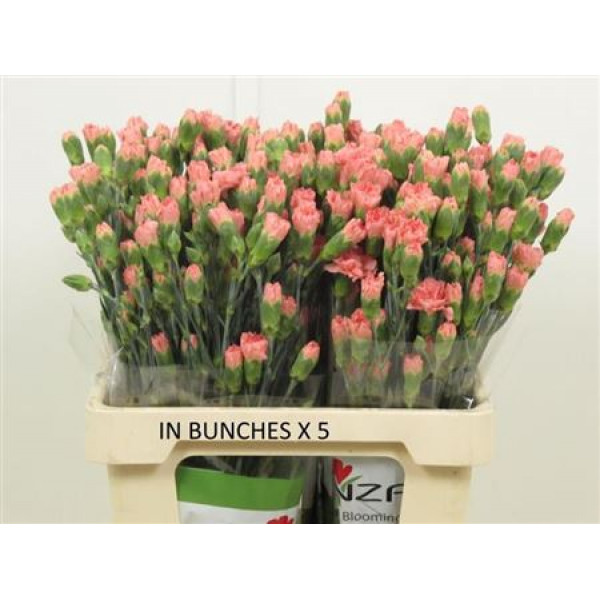 Dianthus Lala Bonita X20 65cm A1 Col-Pink