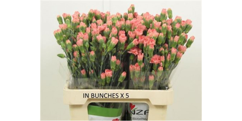 Dianthus Lala Fonzie X20 65cm A1 Col-Pink