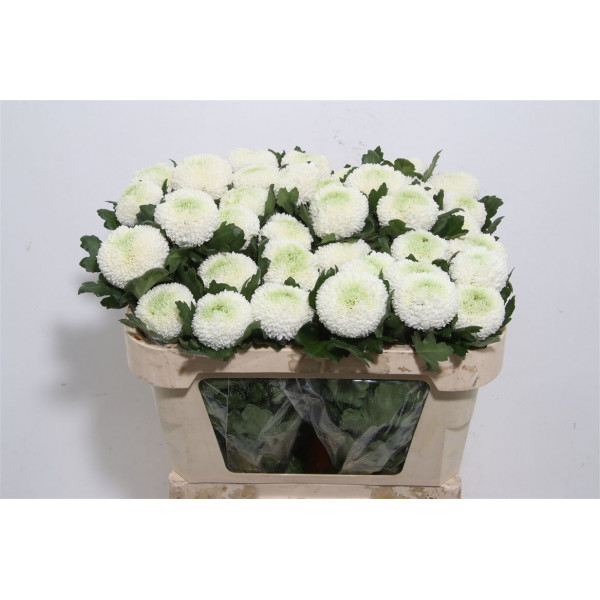 Chrysanthemums G Boris Becker 80cm A1 Col-White