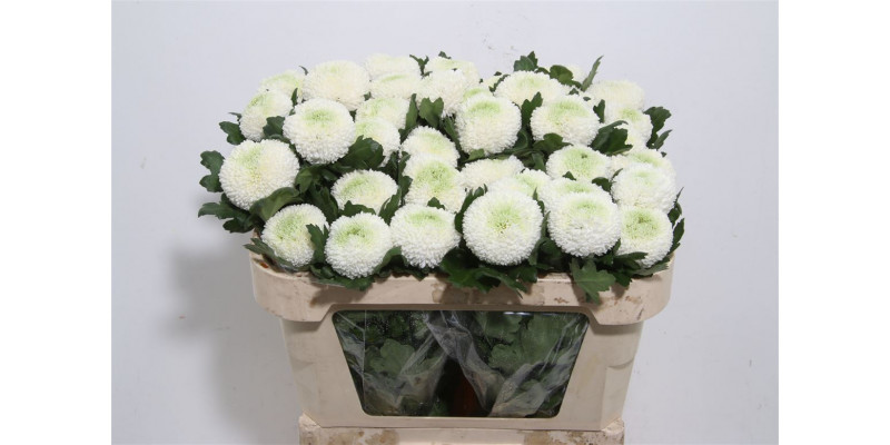 Chrysanthemums G Boris Becker 80cm A1 Col-White