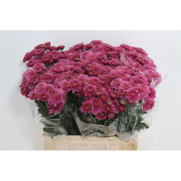 Chrysanthemums T Blenda Purper 55cm A1 Col-Burgundy