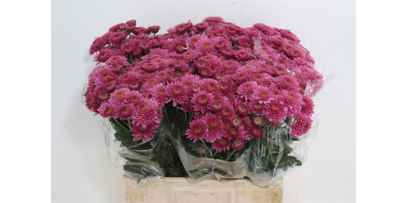 Chrysanthemums T Blenda Purper 55cm A1 Col-Burgundy