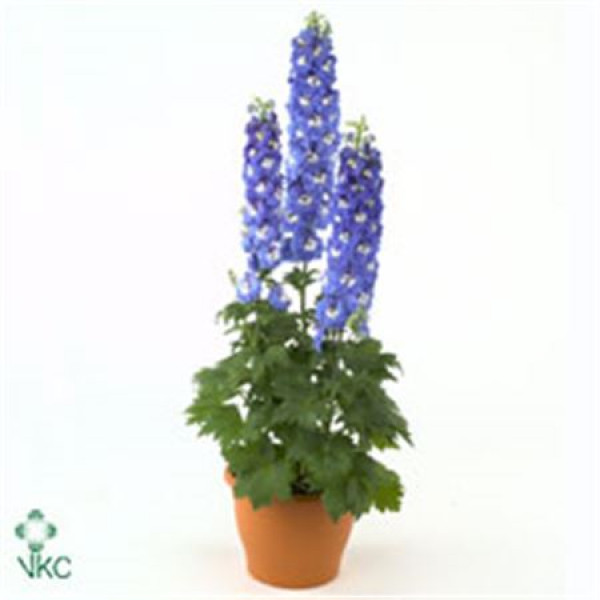 Delphinium Aurora Blue 120cm  Col-Blue