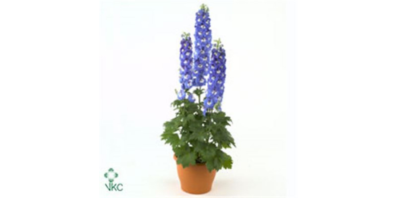 Delphinium Aurora Blue 120cm  Col-Blue