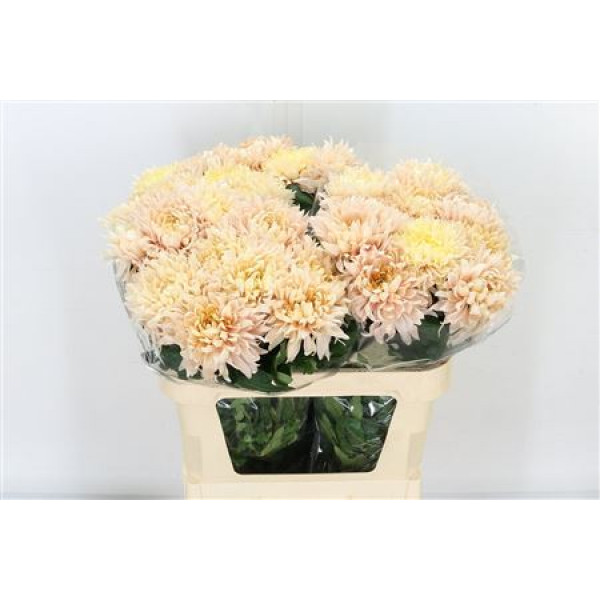 Chrysanthemums G Avignon 75cm A1 Col-Yellow