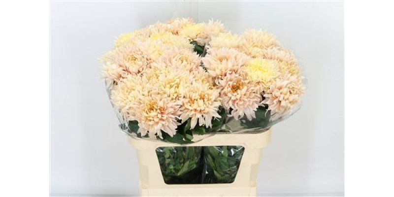 Chrysanthemums G Avignon 75cm A1 Col-Yellow