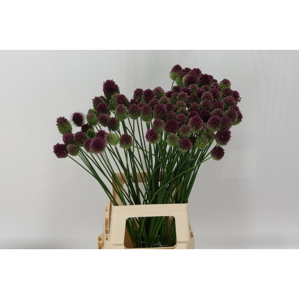 Allium Sphaerocephal 80cm  Col-Purple
