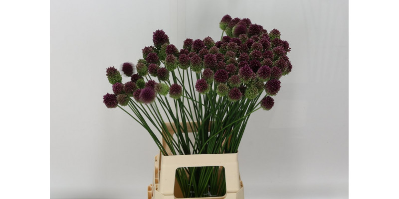 Allium Sphaerocephal 80cm  Col-Purple