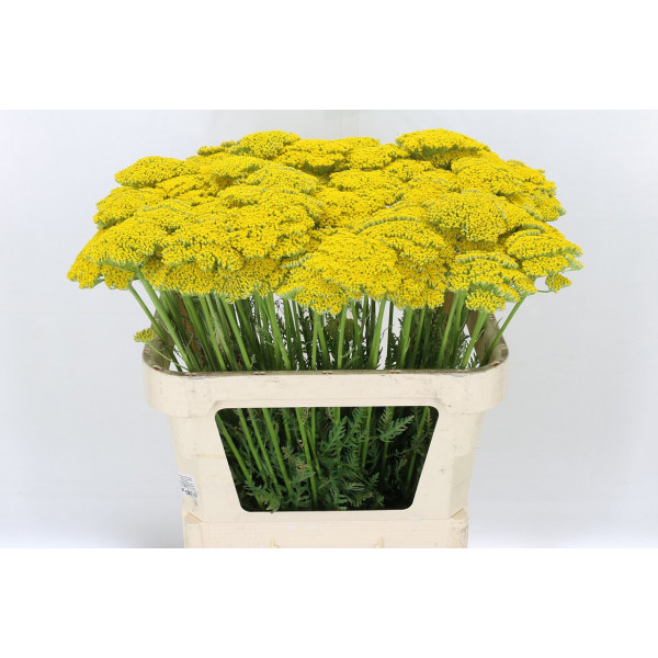 Achil F Park Variety 70cm A1 Col-Yellow