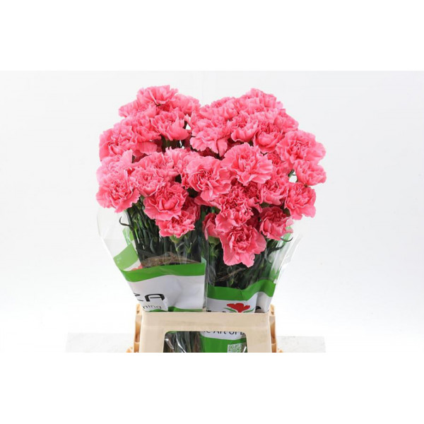 Dianthus St Pink Pomerosa 70cm A1 Col-Pink