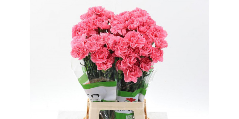 Dianthus St Pink Pomerosa 70cm A1 Col-Pink