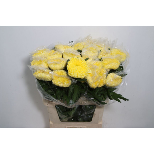 Chrysanthemums G Rivalry 80cm A1 Col-Yellow