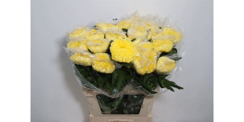 Chrysanthemums G Rivalry 80cm A1 Col-Yellow