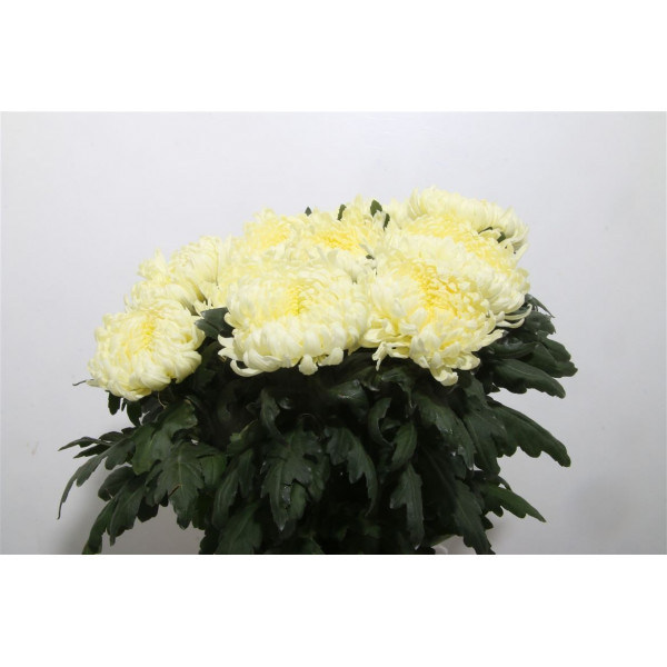 Chrysanthemums G Freesias Shoesmith 80cm A1 Col-White