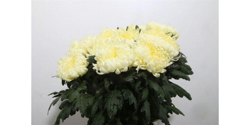 Chrysanthemums G Freesias Shoesmith 80cm A1 Col-White