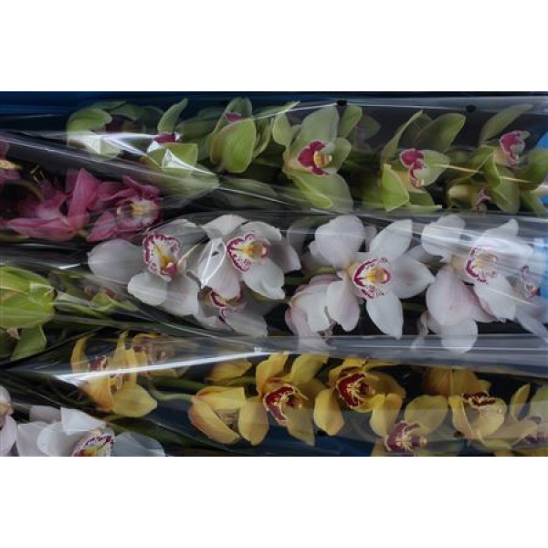 Orchid Cymb T Gem 60cm A1 Col-Mixed