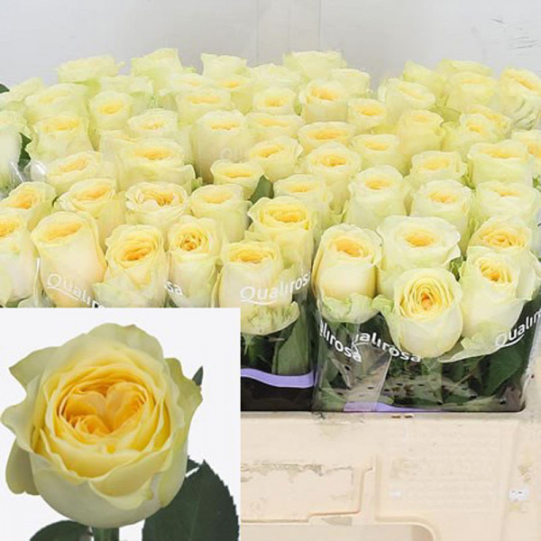 Rose Gr Buttercup Holland 70cm A1 Col-Cream