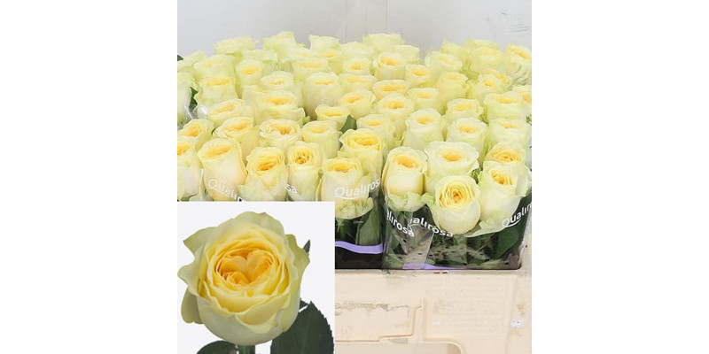 Rose Gr Buttercup Holland 70cm A1 Col-Cream