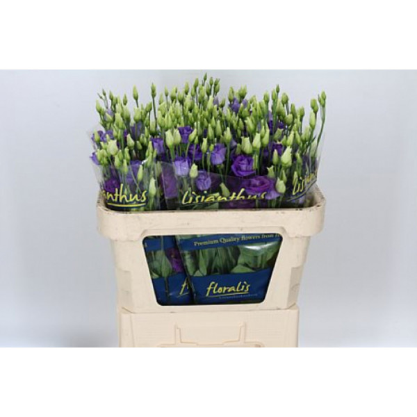 Lisianthus G Overig Blauw  Col-Blue