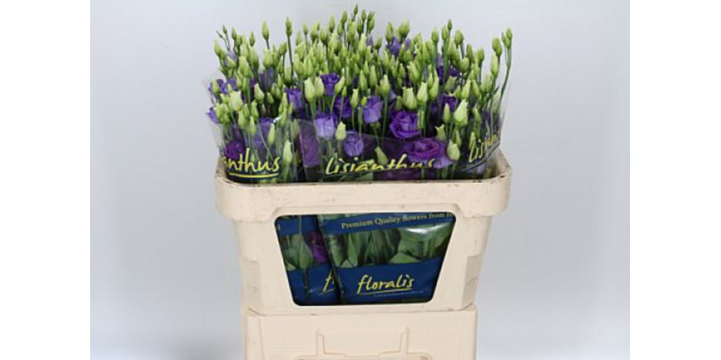 Lisianthus G Overig Blauw  Col-Blue