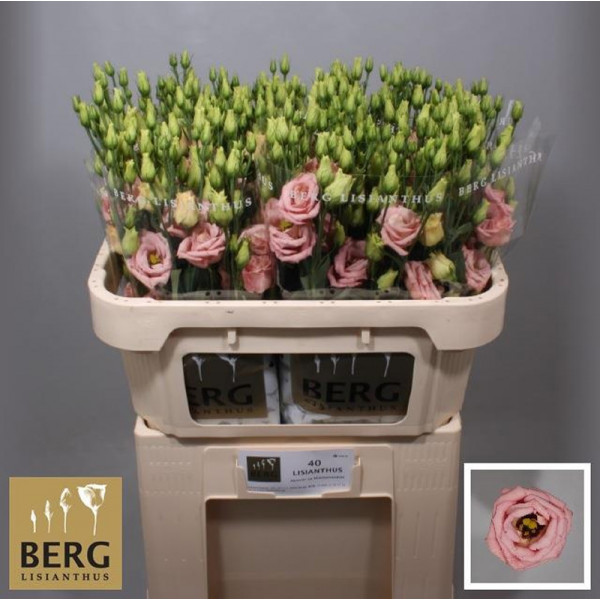 Lisianthus G Overig Rose  Col-Pink