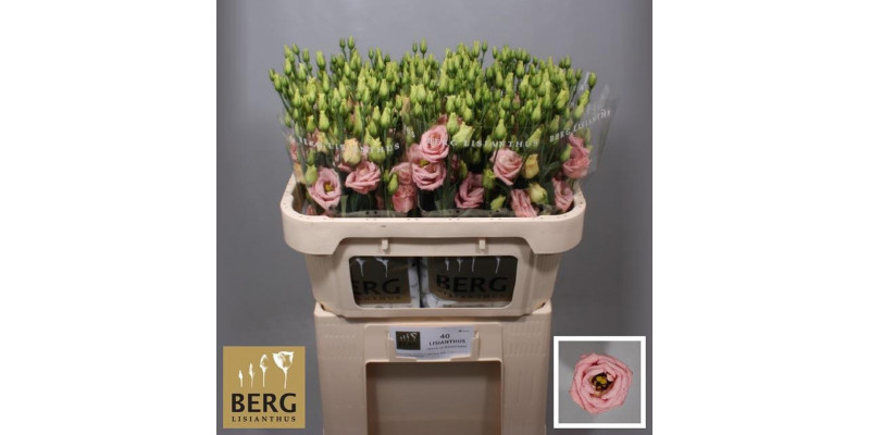 Lisianthus G Overig Rose  Col-Pink