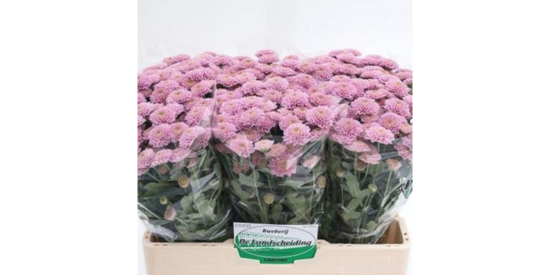 Chrysanthemums San Ellison Salmon 55cm  Col-Peach