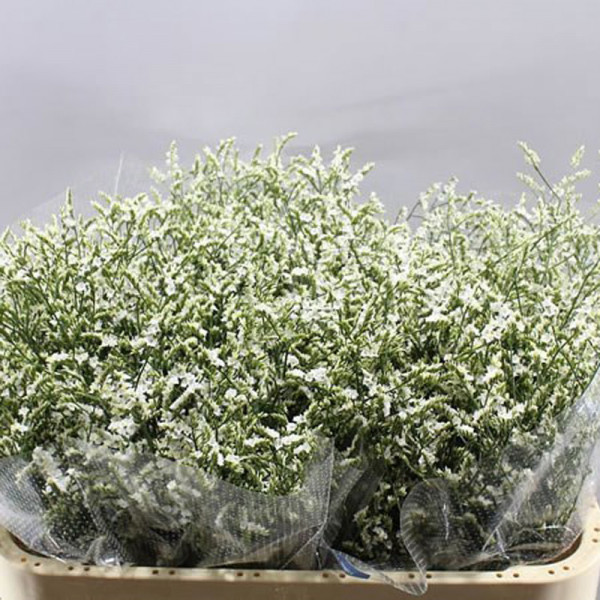 Limonium Sin White Diamon 70cm A1 Col-White