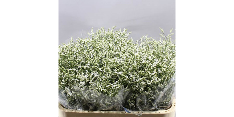 Limonium Sin White Diamon 70cm A1 Col-White