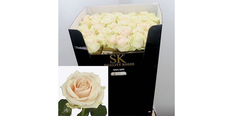Rose Gr Avalanche 60cm A1 Col-White