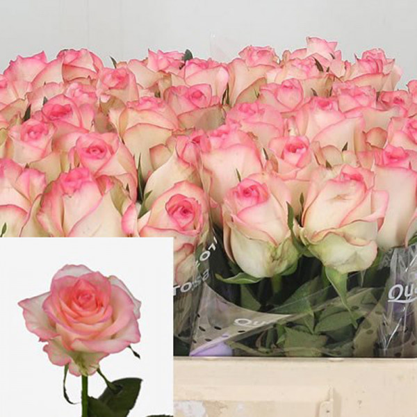 Rose Gr Jumilia Holland 60cm A1 Col-White Pink