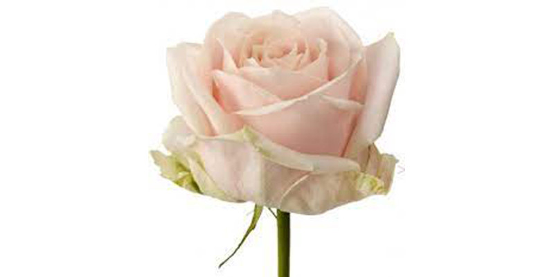 Rose Gr Sweet Avalanche Wimceco 60cm A1 Col-Pink