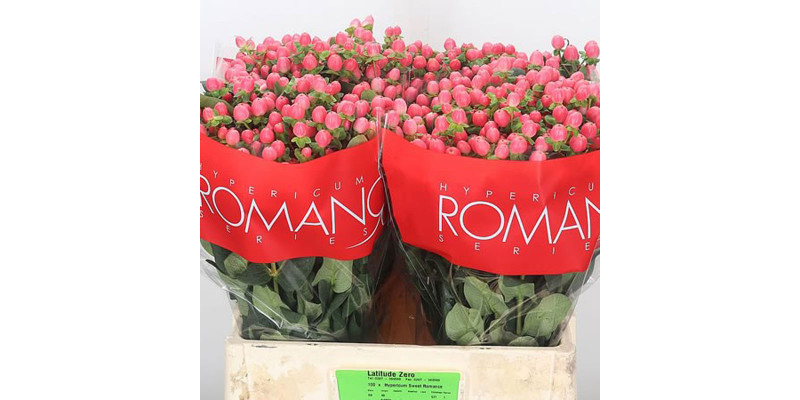 Hypericum Sweet Romance 