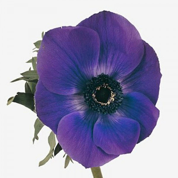 Anemones Mistrall Blauw A1 Col-Blue