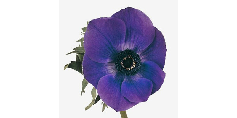 Anemones Mistrall Blauw A1 Col-Blue