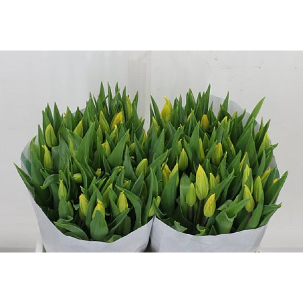 Tulips En Overig Geel 39cm A1 Col-Yellow