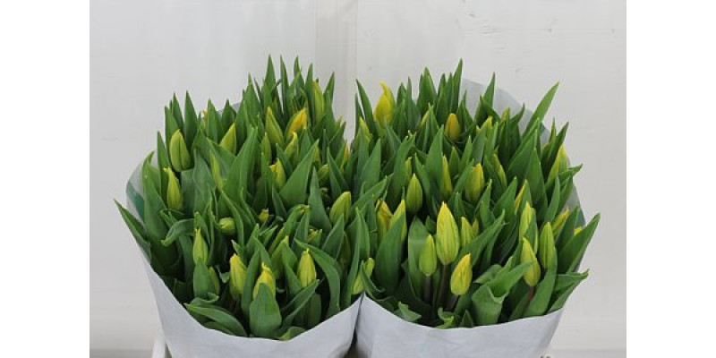 Tulips En Overig Geel 39cm A1 Col-Yellow